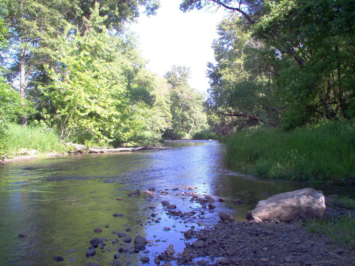 Bear Creek running through cottonwoods and willows in Oregon